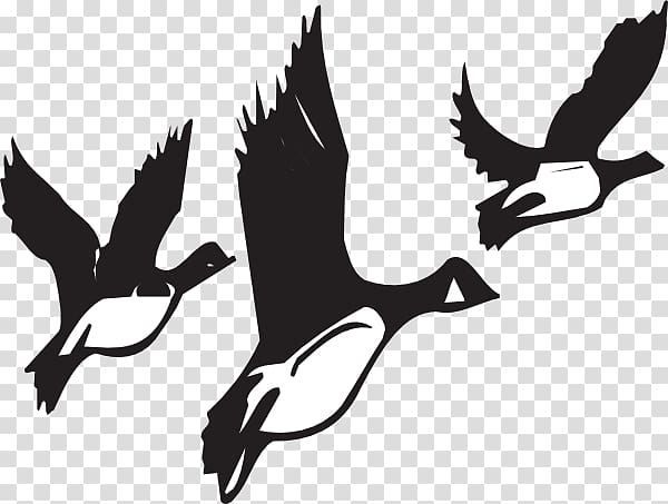 Canada Goose Bird migration , Of Geese transparent background PNG clipart