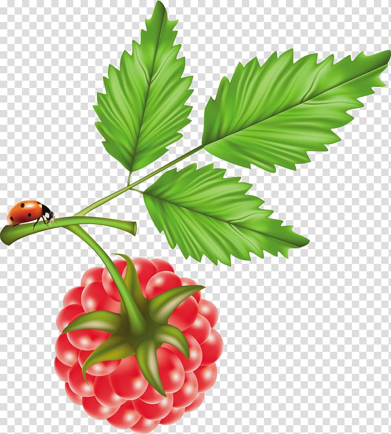 Raspberry Cranberry, Hand-painted raspberry transparent background PNG clipart