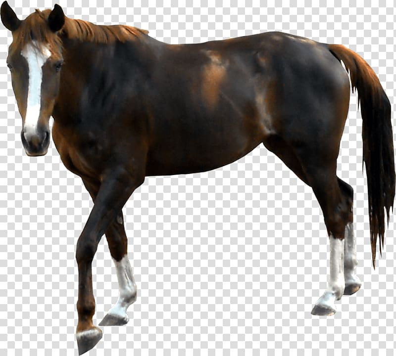 Horse , Horse Background transparent background PNG clipart