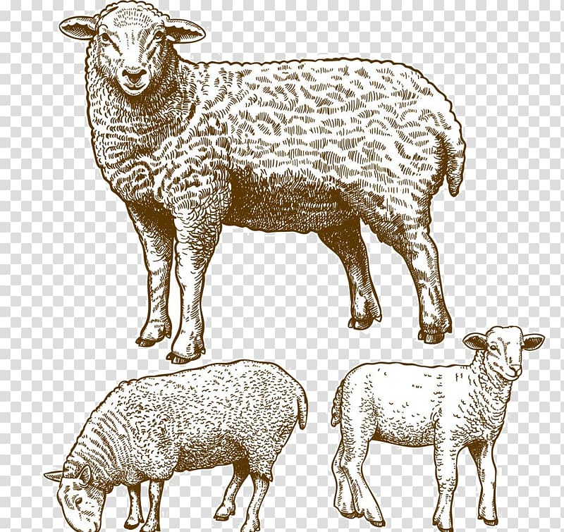 three sheep sketches illustration, Sheep Grazing Illustration, Sheep transparent background PNG clipart