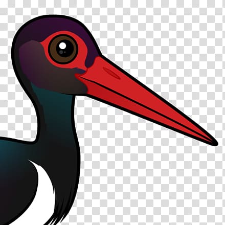 Beak Bird Ibis Black stork, Bird transparent background PNG clipart