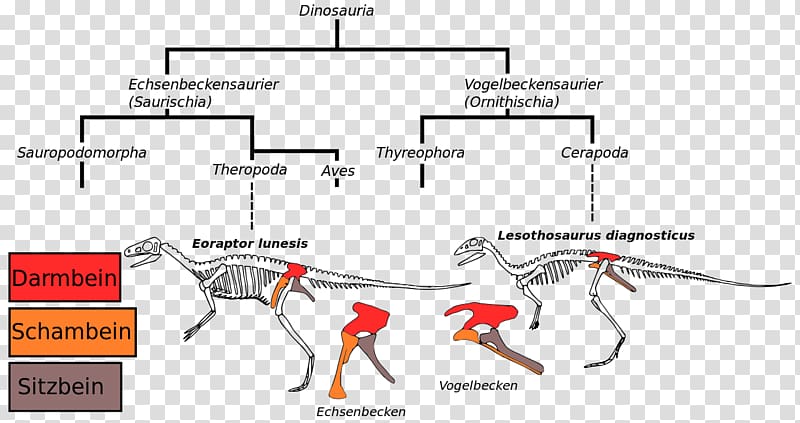 Bird Ornithischian dinosaurs Saurischia Dilophosaurus Pelvis, Bird transparent background PNG clipart