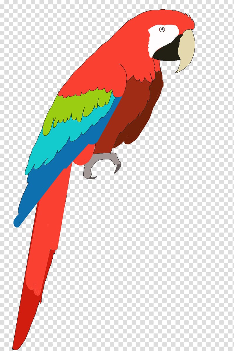 Parrot Bird Vertebrate Macaw Beak, pirate parrot transparent background PNG clipart