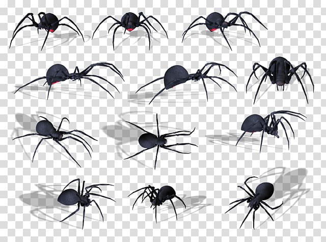 Ant Spider , spider transparent background PNG clipart