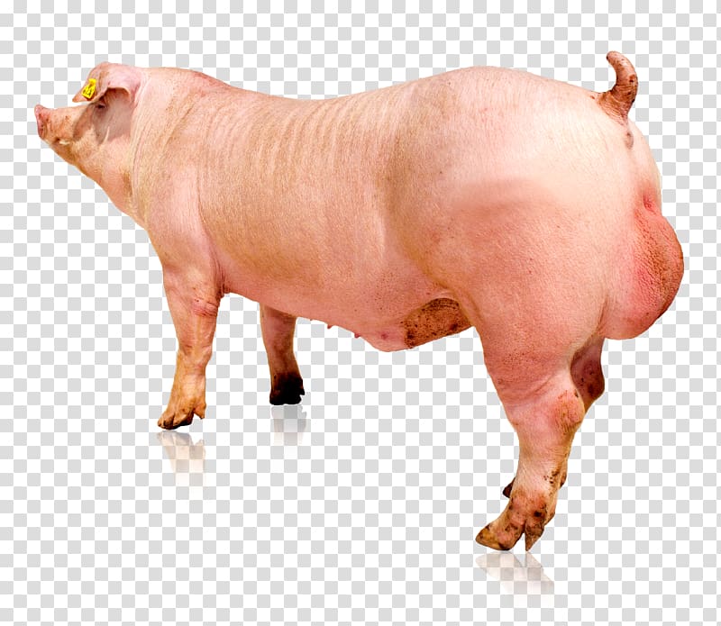 Hampshire pig Danish Landrace pig Duroc pig Piétrain Genetics, male doctor transparent background PNG clipart