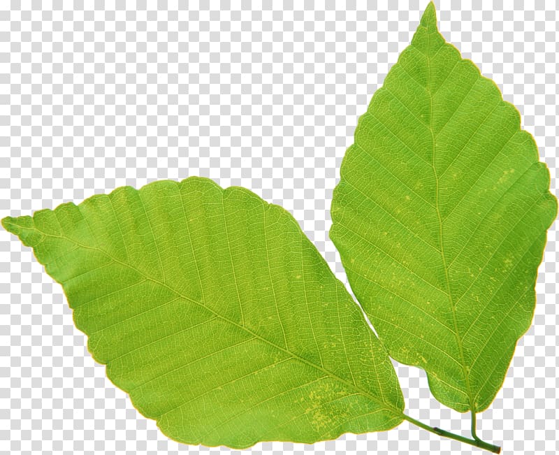 Leaf Green Vascular bundle, Leaf transparent background PNG clipart
