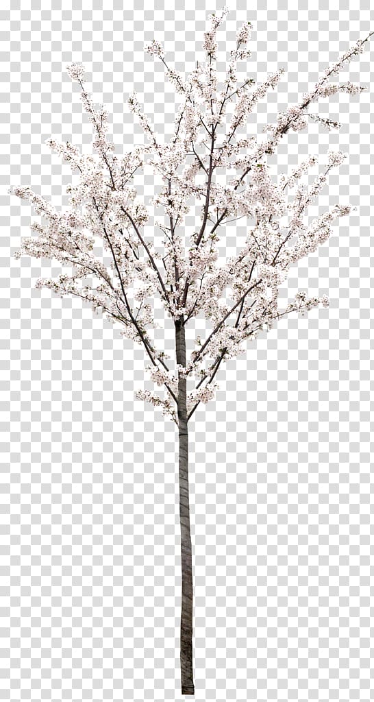 white flowering tree, Cherry tree transparent background PNG clipart