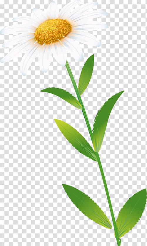 Oxeye daisy Common daisy Petal Plant stem, others transparent background PNG clipart