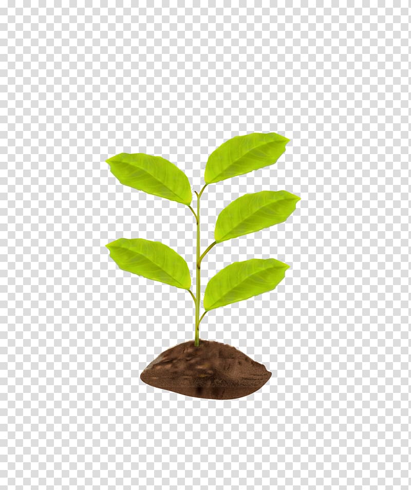 Green fresh saplings transparent background PNG clipart