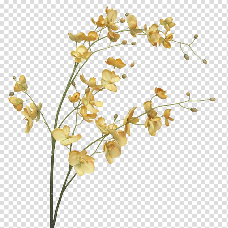 Moth orchids Cut flowers Plant stem, flower transparent background PNG clipart