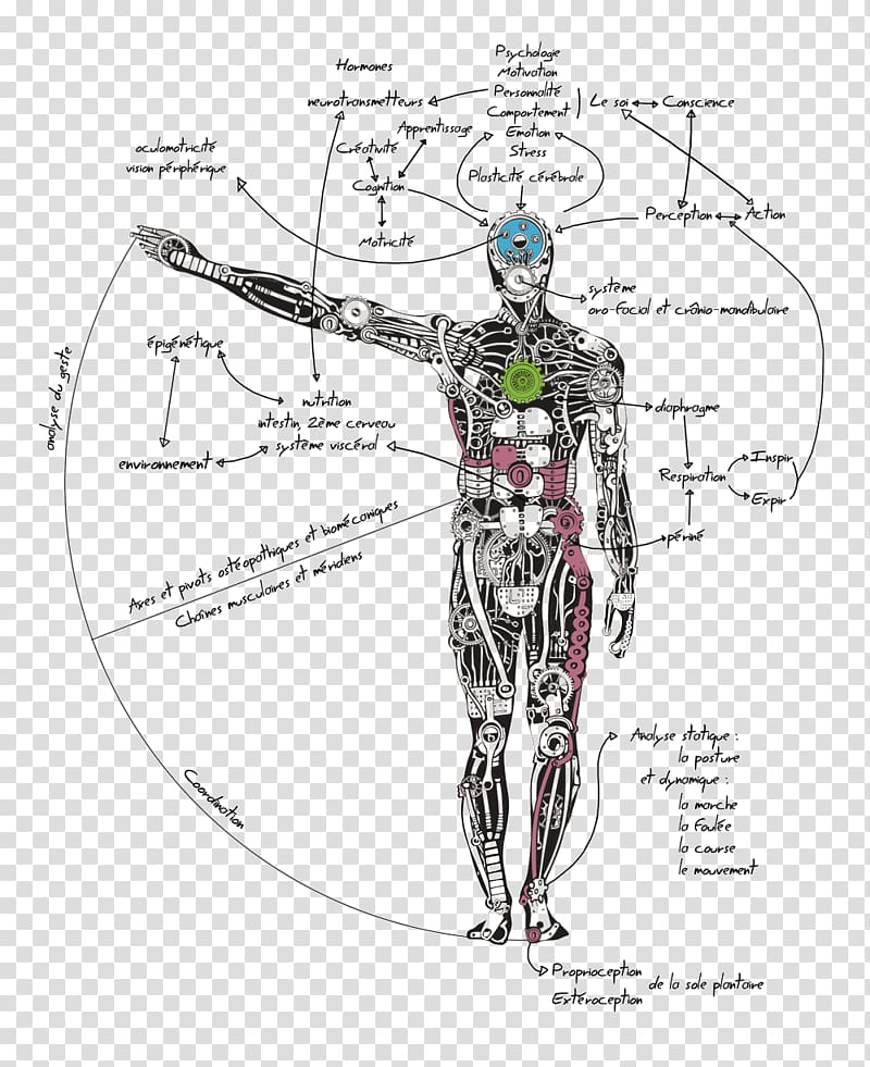 Muscle Homo sapiens Human body Scapula Trapezius, Clinton Le Pene transparent background PNG clipart