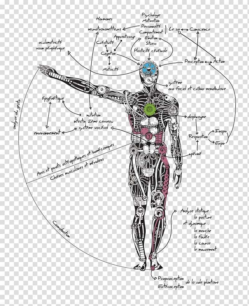 Human sketch, Human body Female body shape Homo sapiens Woman