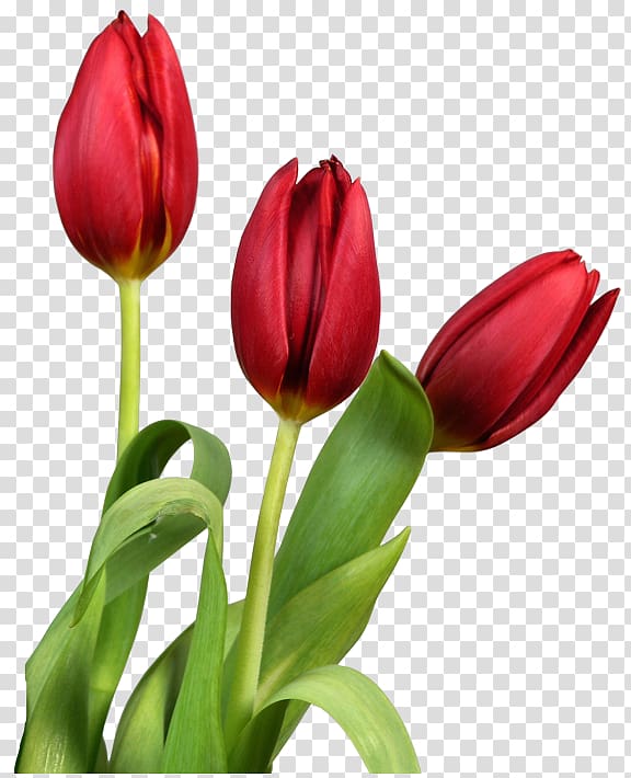 three red flowers in bud, Tulip Flower , Red Tulips Flowers transparent background PNG clipart