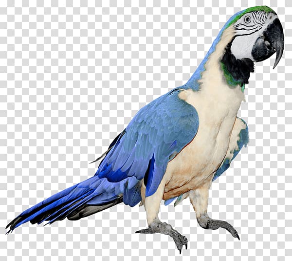 Bird , Parrot transparent background PNG clipart