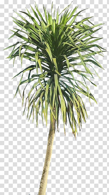 Shrub Plant Dragon tree, tropical foliage transparent background PNG clipart