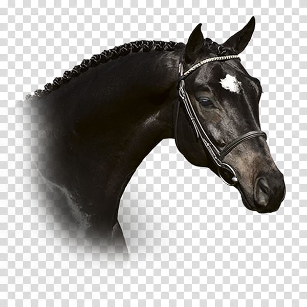 Stallion Trakehner for Life GmbH Mustang Horse Harnesses, mustang transparent background PNG clipart