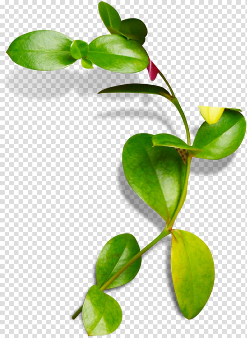 Leaf High-definition television, Vines are available for free transparent background PNG clipart