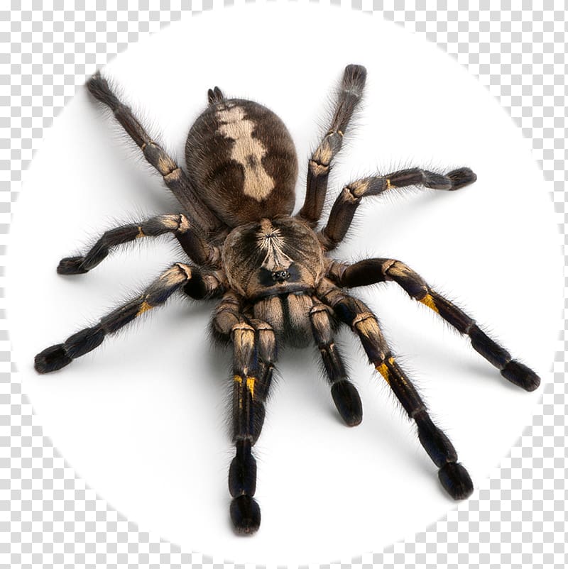 Slate-red Ornamental Tree Spider Poecilotheria metallica Poecilotheria regalis Goliath birdeater, spider transparent background PNG clipart