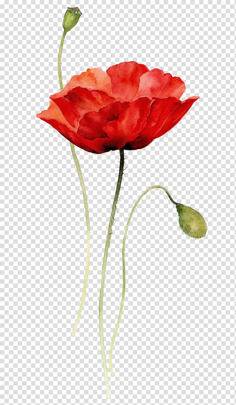 red flower illustration, Poppies Watercolor painting Paper Drawing, Creative abstract flowers hand-painted flowers,Red Bouquet transparent background PNG clipart