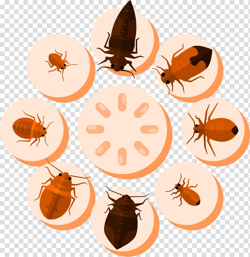 Kill Mosquito Killing Mosquito Mosquito Killing Insect, Mosquito pests transparent background PNG clipart