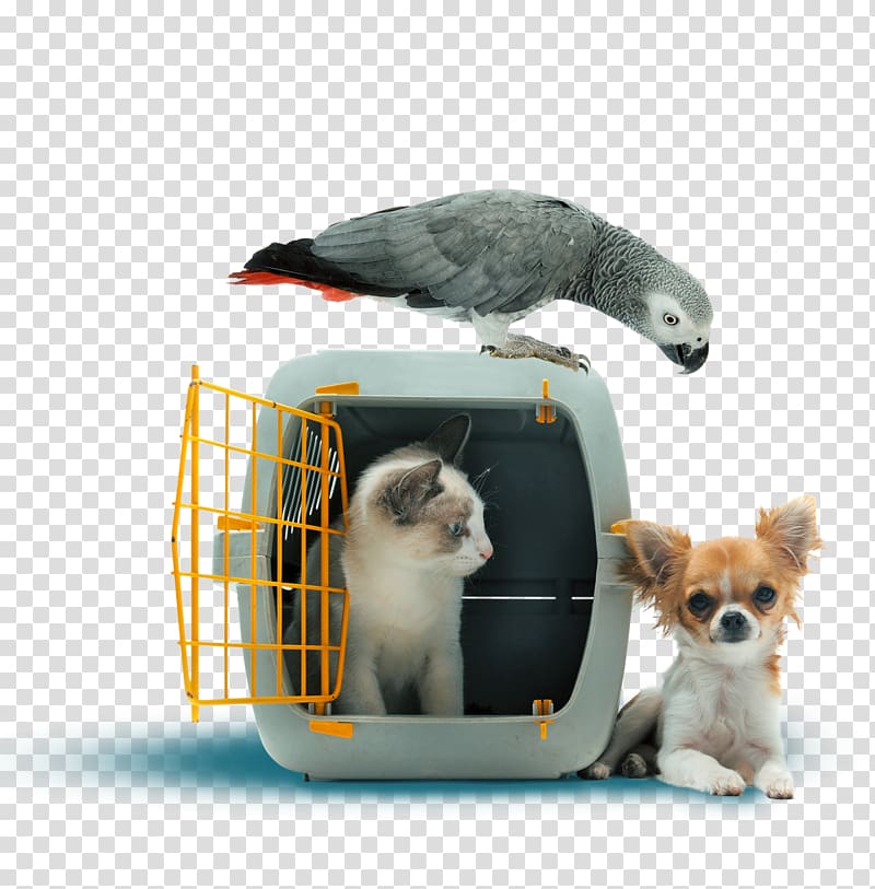 Pet sitting Dog Cat Pet travel, Dog transparent background PNG clipart