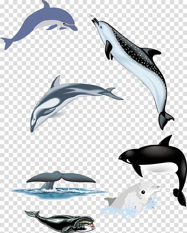 Common bottlenose dolphin Tucuxi Short-beaked common dolphin White-beaked dolphin Wholphin, Five dolphins transparent background PNG clipart