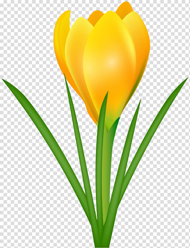 Crocus flavus Crocus chrysanthus Crocus vernus Flower , Yellow Crocus transparent background PNG clipart