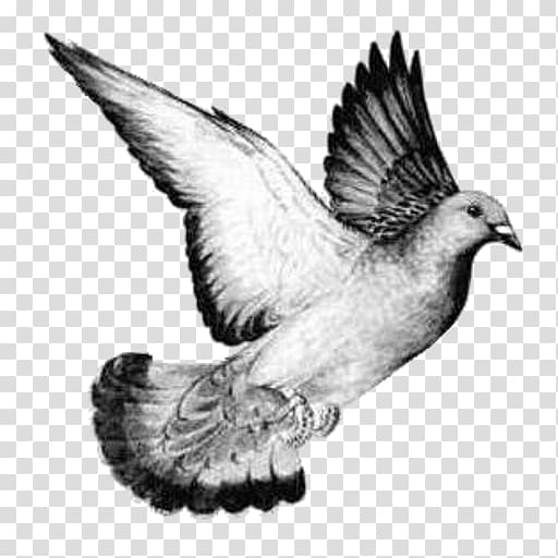 Columbidae Homing pigeon Bird Drawing Release dove, Bird transparent background PNG clipart