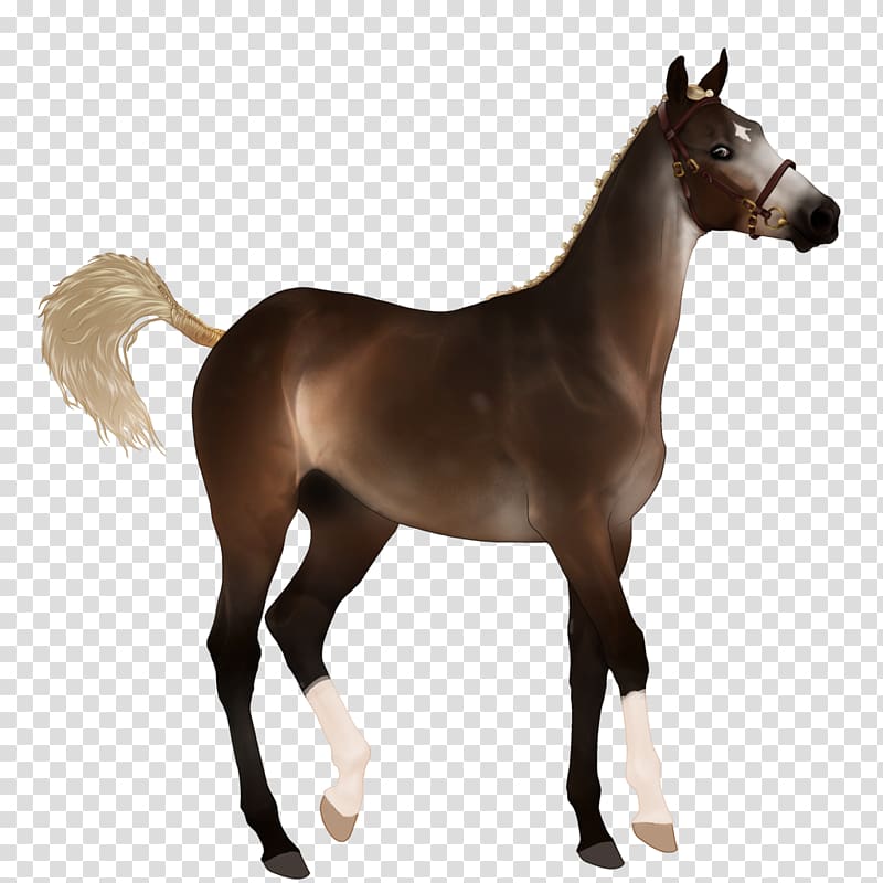 Mustang Foal Thoroughbred Dutch Warmblood Stallion, mustang transparent background PNG clipart