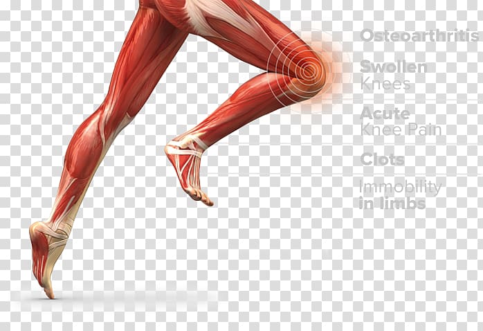 Thigh Muscle Muscular system Anatomy Human body, woman transparent background PNG clipart