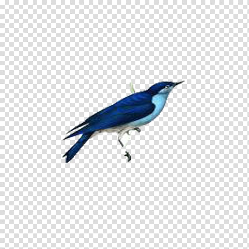 Blue jay Bird Cobalt blue Feather Wing, bird transparent background PNG clipart