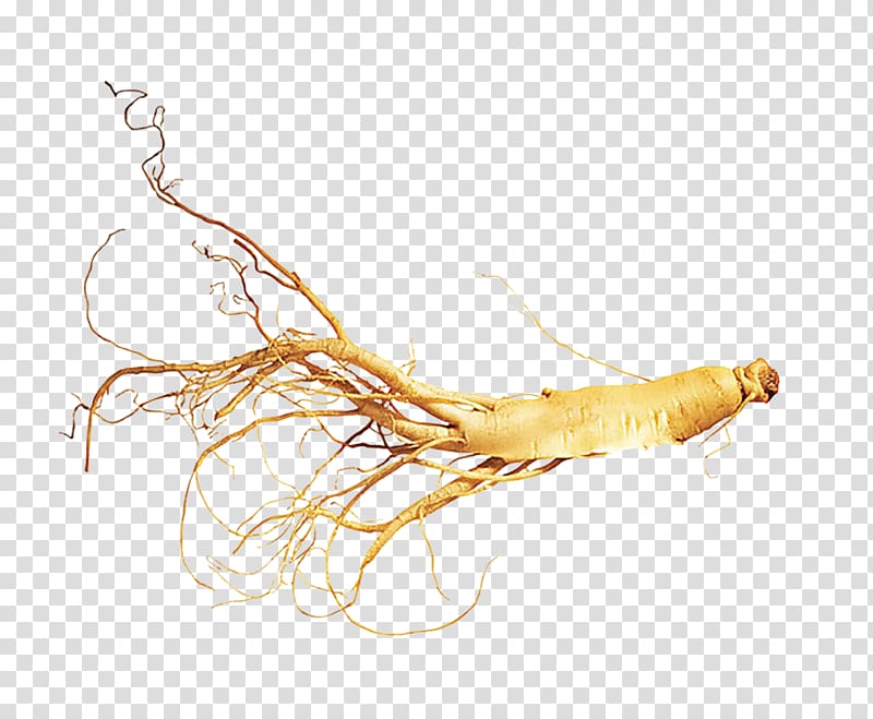 brown ginseng jian asian ginseng northeast china american ginseng ginsenoside herbs transparent background png clipart hiclipart brown ginseng jian asian ginseng