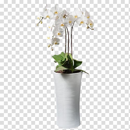 Moth orchids Cut flowers Plant Dendrobium Orchids, ceramic transparent background PNG clipart