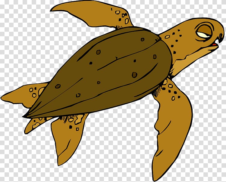 Sea turtle Tortoise Pond turtles Insect, turtle transparent background PNG clipart