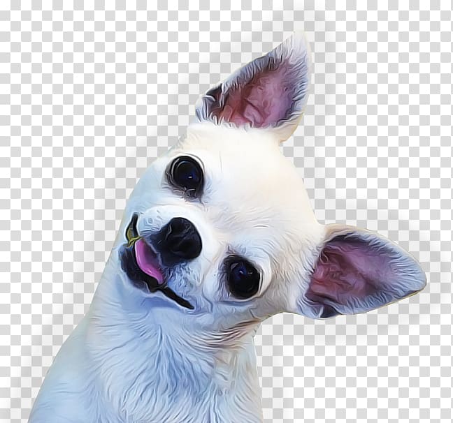white Chihuahua , The Chihuahua Handbook Basset Hound French Bulldog, chihuahua transparent background PNG clipart