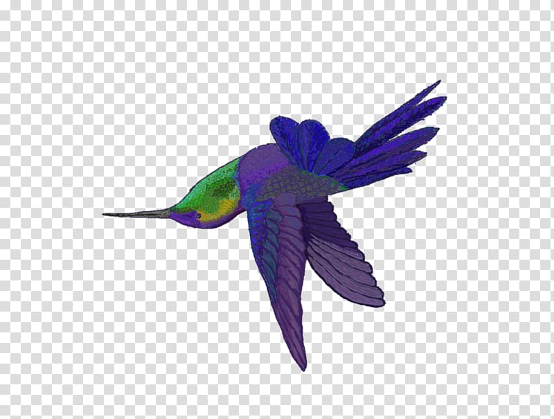 Hummingbird M Parrot Beak Feather, parrot transparent background PNG clipart