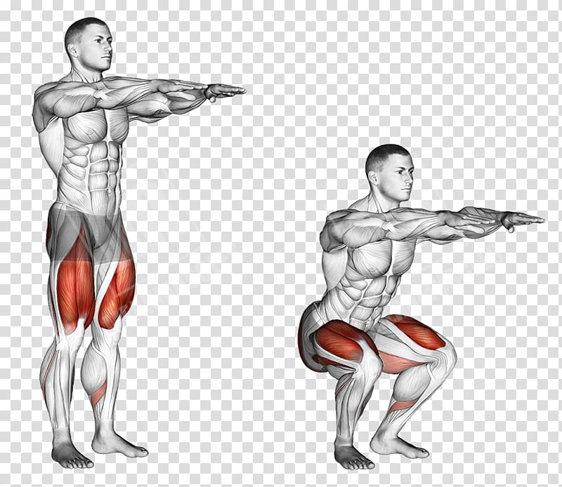 Squat Exercise Muscle Dumbbell Weight training, dumbbell transparent background PNG clipart