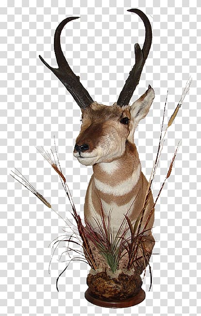 Waterbuck Trophy hunting Deer Horn, deer transparent background PNG clipart