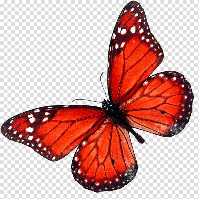 Butterfly , butterfly transparent background PNG clipart