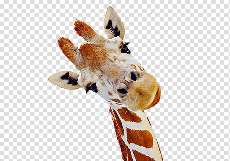 Northern giraffe Mammal Neck We Heart It, Cute giraffe free transparent background PNG clipart
