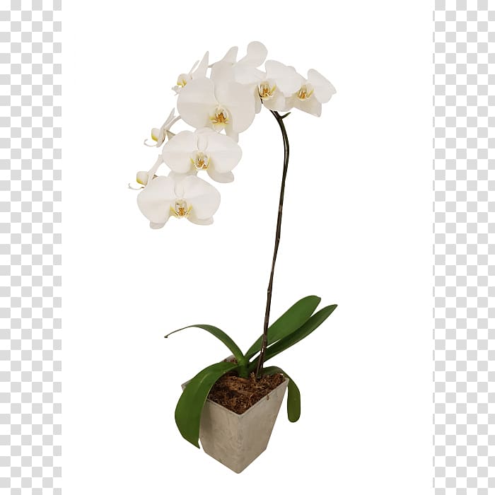 Moth orchids Cattleya orchids Cut flowers, flower transparent background PNG clipart