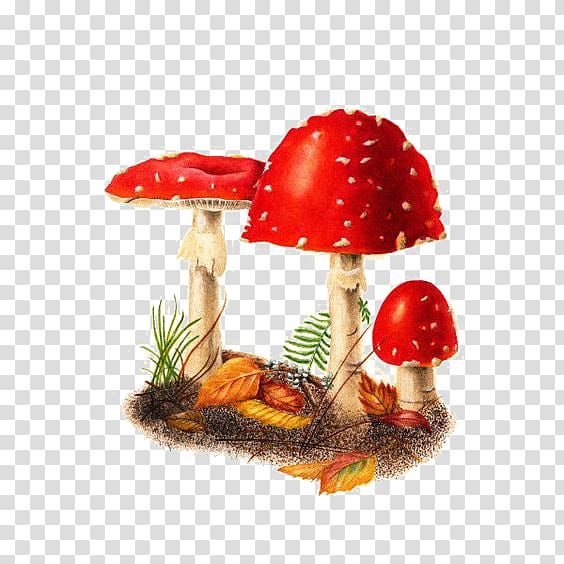red mushroom , Amanita muscaria Edible mushroom Watercolor painting, Red Mushroom transparent background PNG clipart