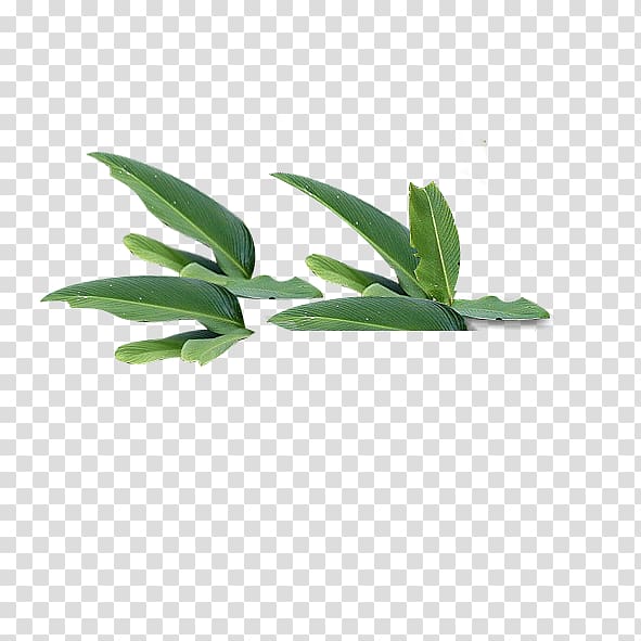 green leaves , Leaf Green Tree, leaf transparent background PNG clipart