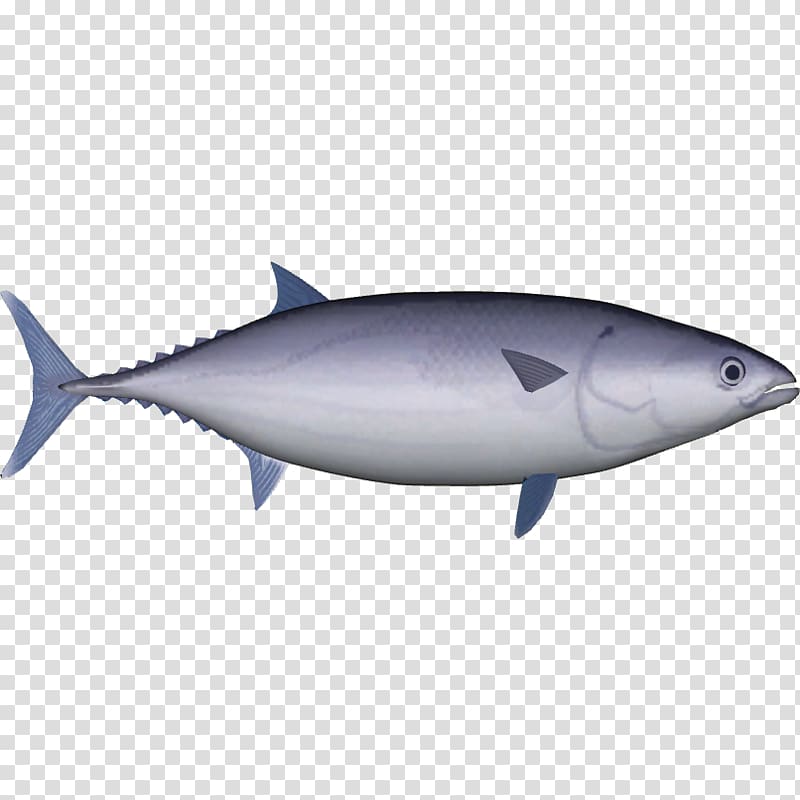 True tunas Skipjack tuna Yellowfin tuna Pelagic fish Mahi-mahi, fish transparent background PNG clipart