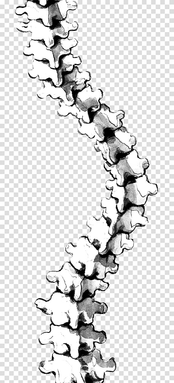 curved spine clipart