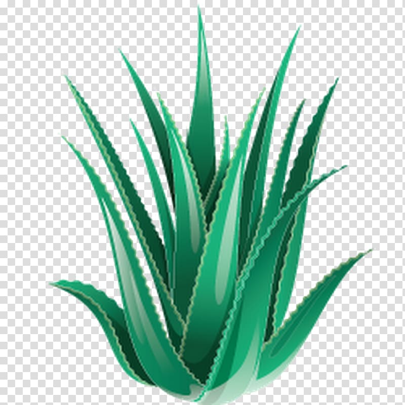 Plant Aloe vera Dietary supplement, plant aloe vera transparent background PNG clipart