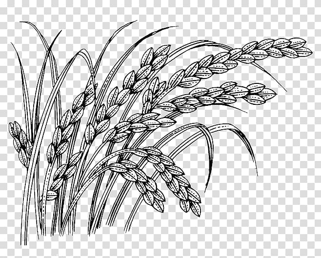 Oryza sativa, wheat transparent background PNG clipart