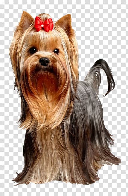 Yorkshire Terrier Puppy Dog Food Dog breed, puppy transparent background PNG clipart