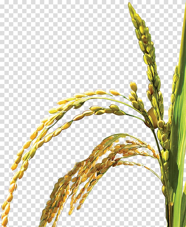 yellow wheat illustration, Oryza sativa Web template Icon, Rice,plant,Bumper transparent background PNG clipart