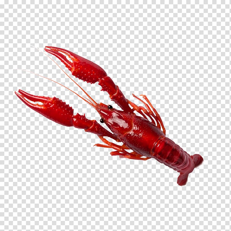 Lobster Palinurus elephas Restaurant, Red Lobster transparent background PNG clipart